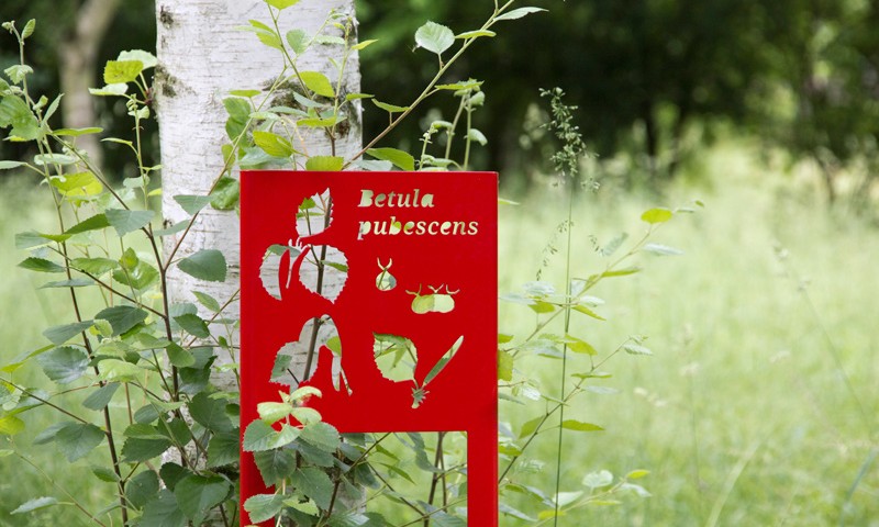 Panneau de signalétique devant l'arbre Betula pubescens