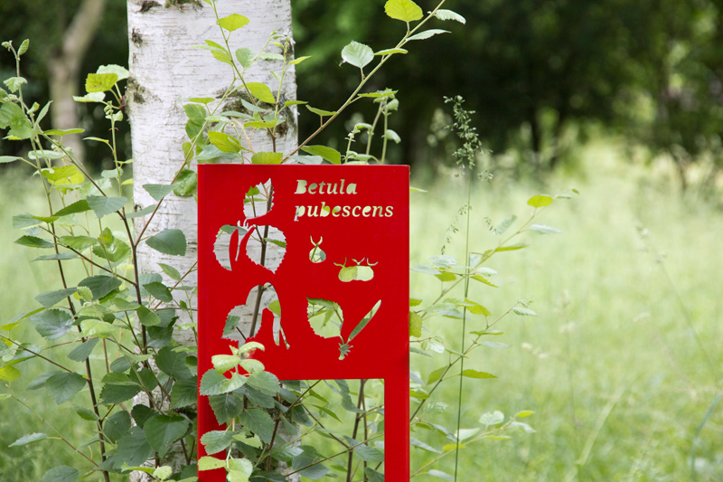 Panneau de signalétique devant l'arbre Betula pubescens