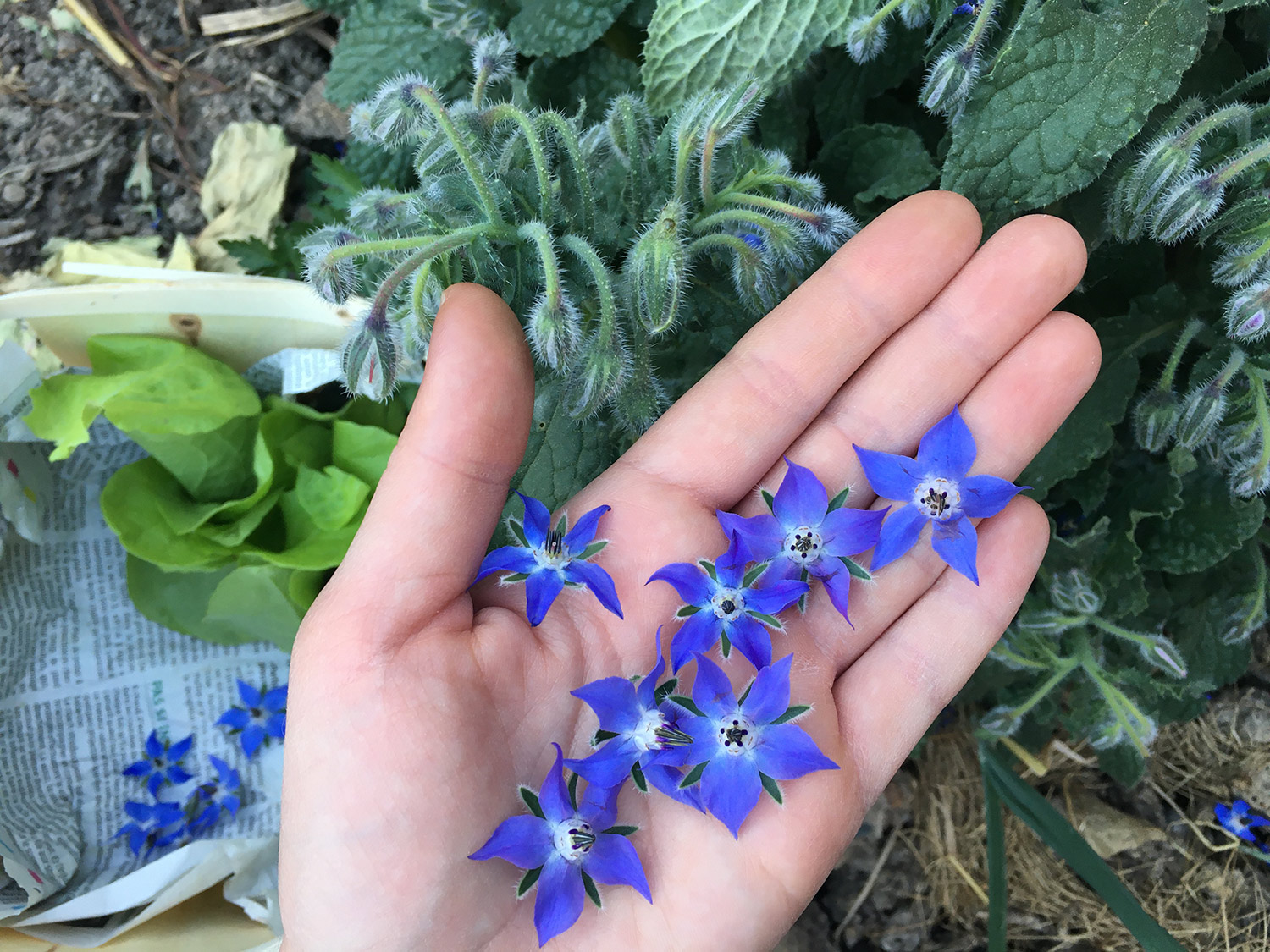 Fleurs bleu vif de bourrache dans la paume de la main, pendant la cueillette
