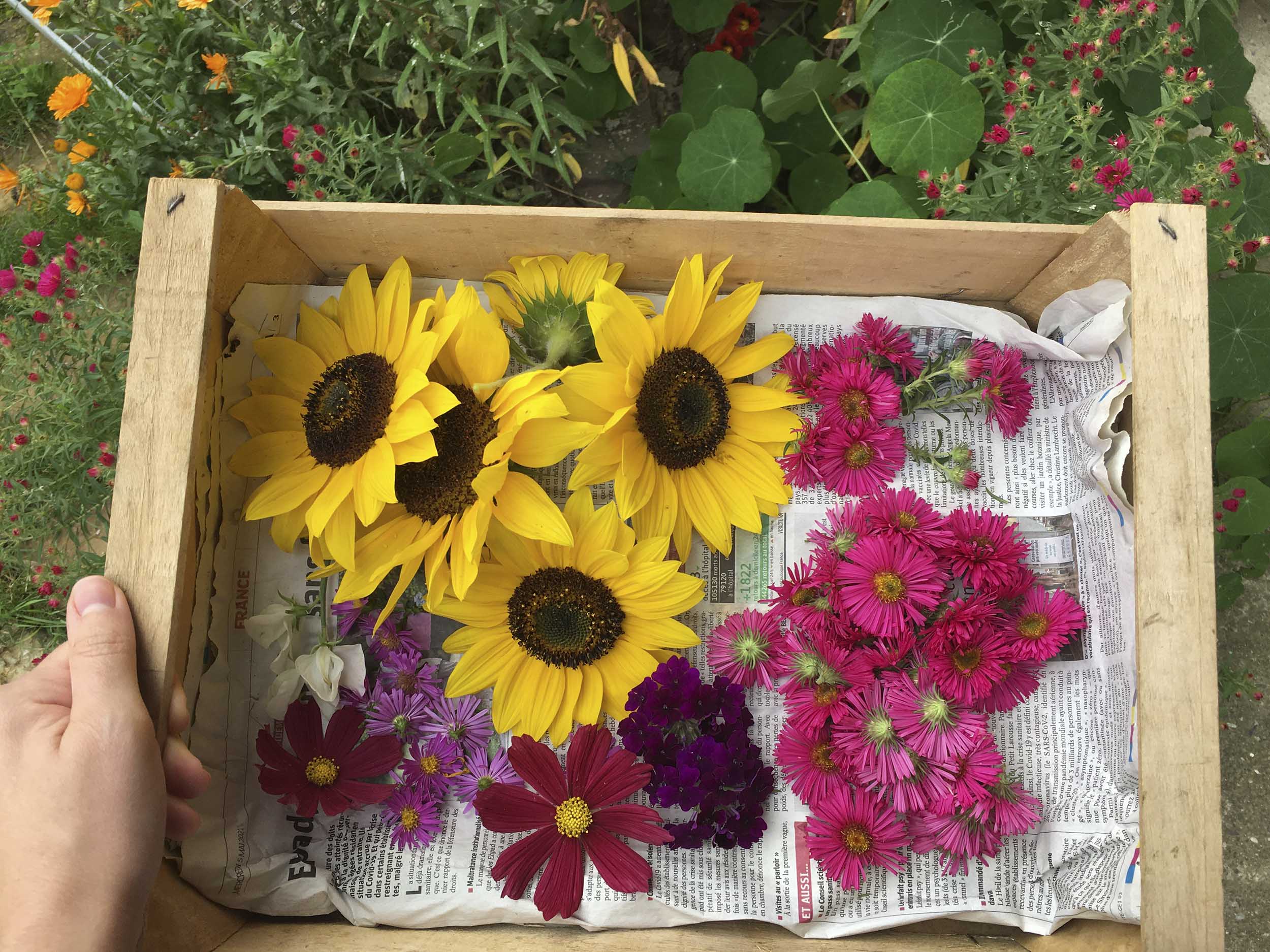 Cagette en bois remplie de fleurs fraîchement cueillies : tournesols, cosmos, aster