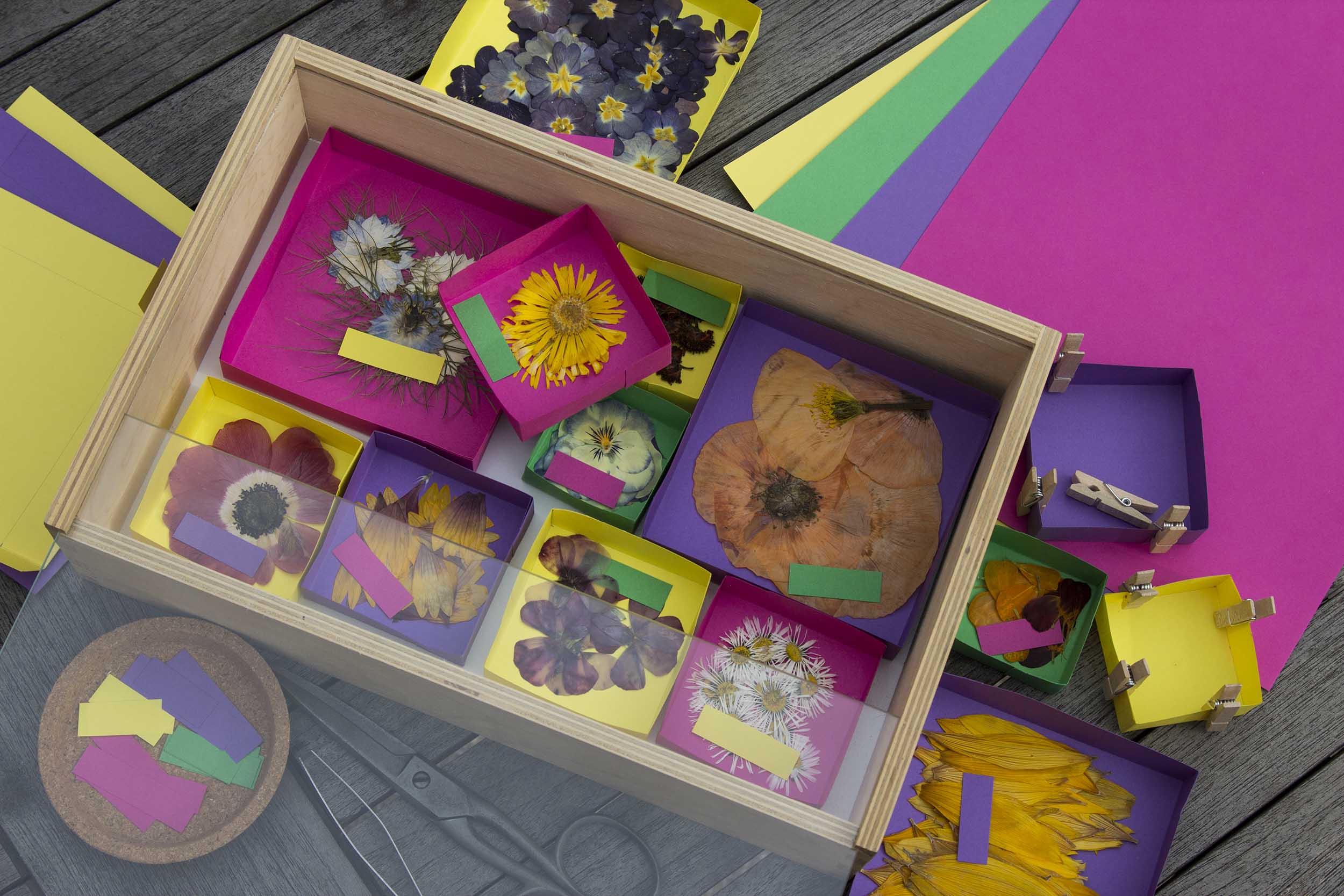 Boîte vitrée avec fleurs séchées rangées dans des petits couvercles colorés